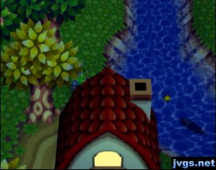 In the process of catching an arapaima.