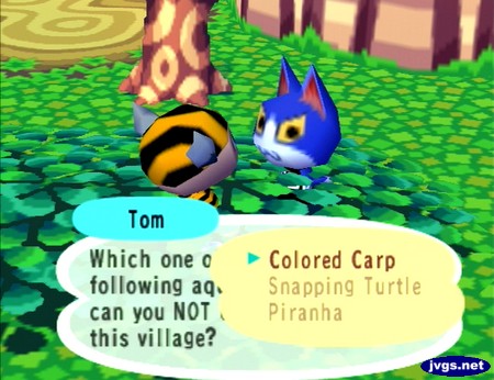 Tom: Which one of the follow aquatic creatures can you NOT find in this village? Colored carp, snapping turtle, piranha.