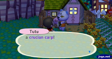 Tutu: a crucian carp!
