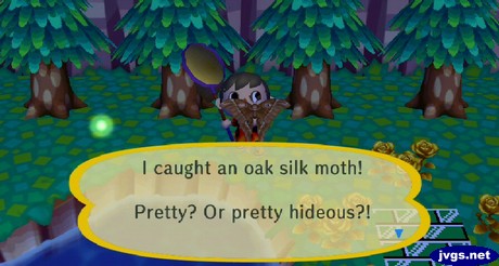 I caught an oak silk moth! Pretty? Or pretty hideous?!