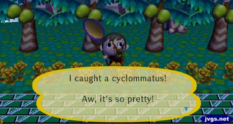 I caught a cyclommatus! Aw, it's so pretty!