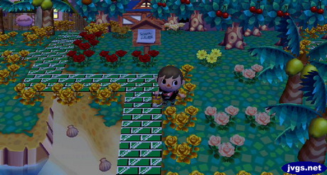 Several pink roses that appeared unintentionally.