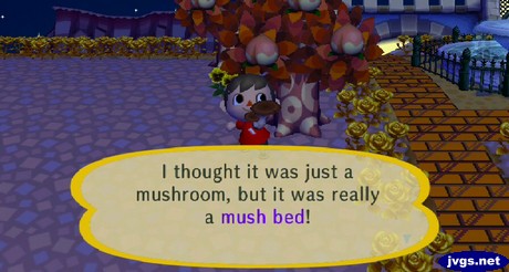 I thought it was just a mushroom, but it was really a mush bed!