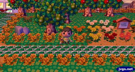 A new orange rose that appeared!