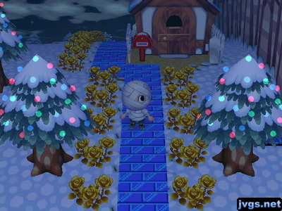 Christmas lights on cedar trees near Guest's house.