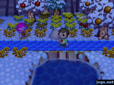 Miranda walking in circles around a gold rose.