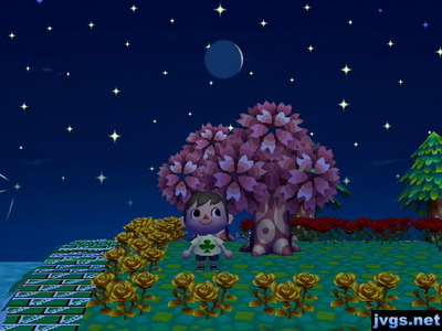 Two pink trees in town.