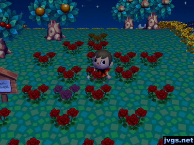 A new black rose found among my red roses.