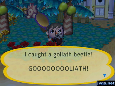 I caught a goliath beetle! GOOOOOOOOLIATH!