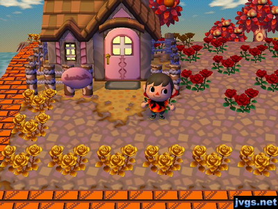 The new house in town, the middle of my flower breeding area.