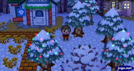 Christmas lights on several of the cedar trees near Able Sisters.