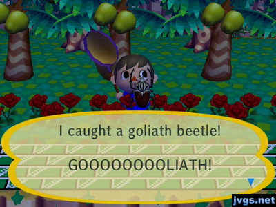 I caught a goliath beetle! GOOOOOOOOLIATH!