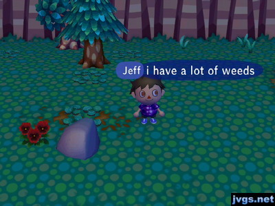 A bunch of weeds and clovers on the ground in the town of Bananas.