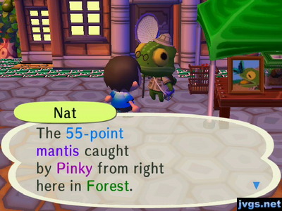 Nat: The 55-point mantis caught by Pinky from right here in Forest.
