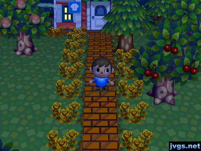 My orange brick path, lined with gold roses.