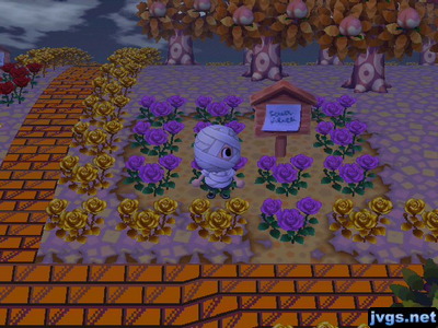 Purple roses on the ground where Bob's house once stood.