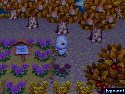 A black rose that sprung up near my purple-rose memorial garden for Bob.