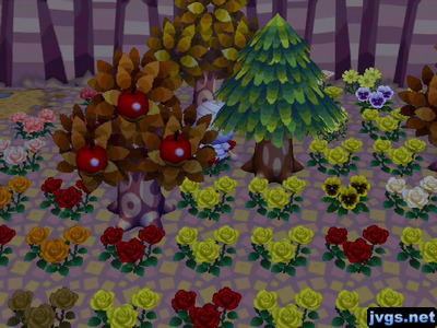 Lots of flowers in my free flower area.