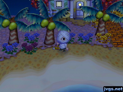 A new black rose near my blue roses.