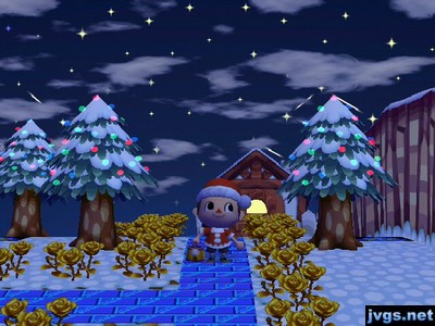 Christmas lights on three cedar trees near Guest's house.