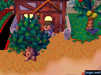 Megan's fully-grown tree outside of Scott's house.