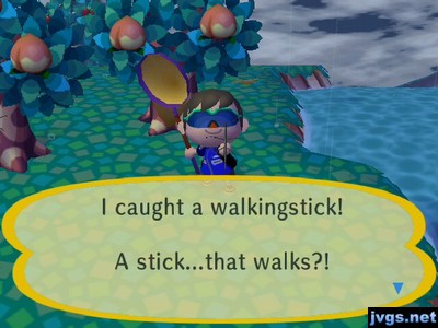 I caught a walkingstick! A stick...that walks?!