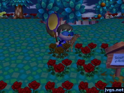 Catching an oak silk moth.