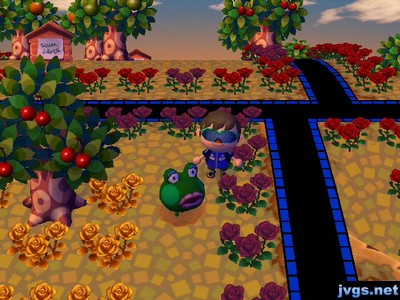 Jambette in a pitfall.