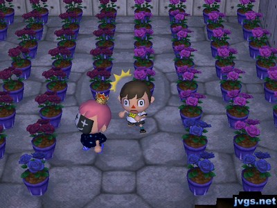 A room full of hybrid flowers.