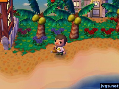 A new black rose next to my blue roses.