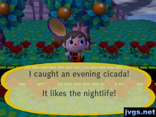 I caught an evening cicada! It likes the nightlife!