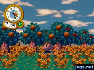 Jeff stands in a field of golden roses in Forest.