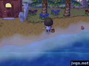 A new black rose near my two blue roses.