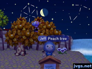 Jeff: Peach tree.