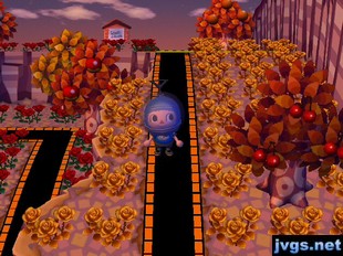 A bunch of gold roses on my dead end in ACCF.