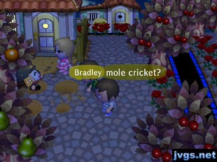 Bradley: Mole cricket?