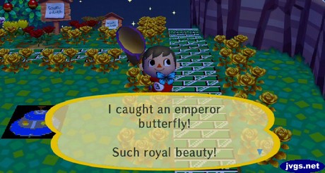 I caught an emperor butterfly! Such royal beauty!