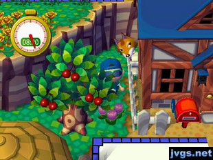 Chief peeks out from behind my house during a game of hide-and-seek in ACCF.