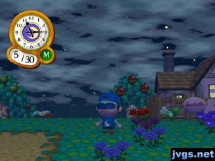 A new black rose near my blue roses.