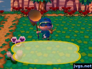 Catching a bee in ACCF.