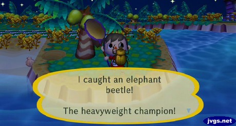 I caught an elephant beetle! The heavyweight champion!
