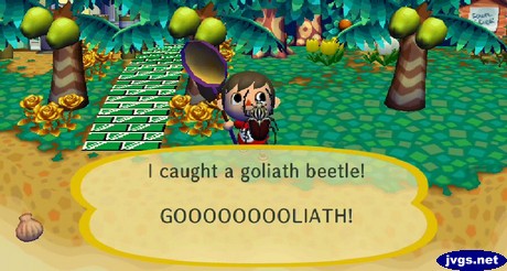 I caught a goliath beetle! GOOOOOOOOLIATH!