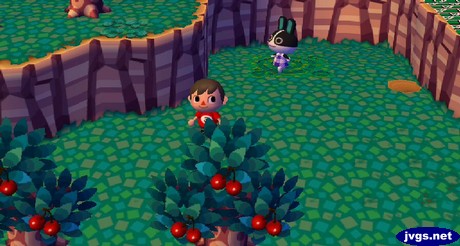 Dotty walks across the crop circle (mystery circle) in ACCF.