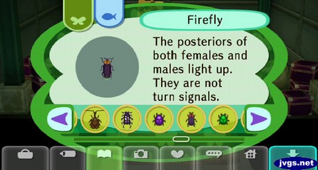 Firefly: The posteriors of both females and males light up. They are not turn signals.