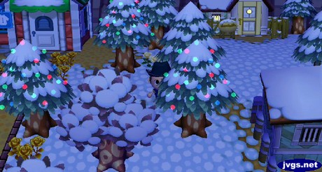Christmas lights on cedar trees.