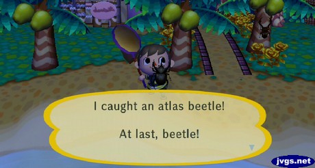 I caught an atlas beetle! At last, beetle!
