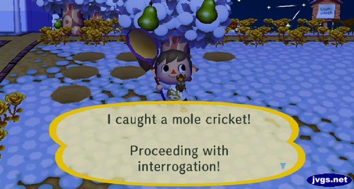I caught a mole cricket! Proceeding with interrogation!