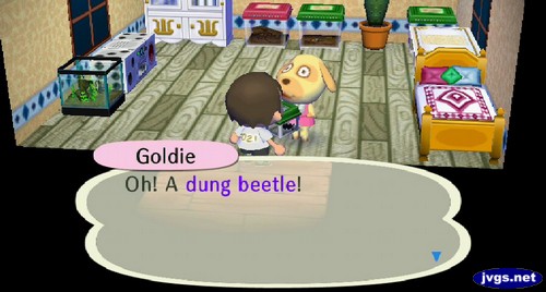 Goldie: Oh! A dung beetle!