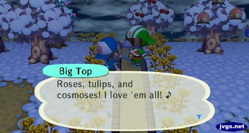 Big Top: Roses, tulips, and cosmoses! I love 'em all!