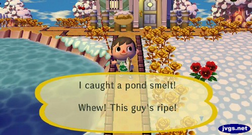 I caught a pond smelt! Whew! This guy's ripe!